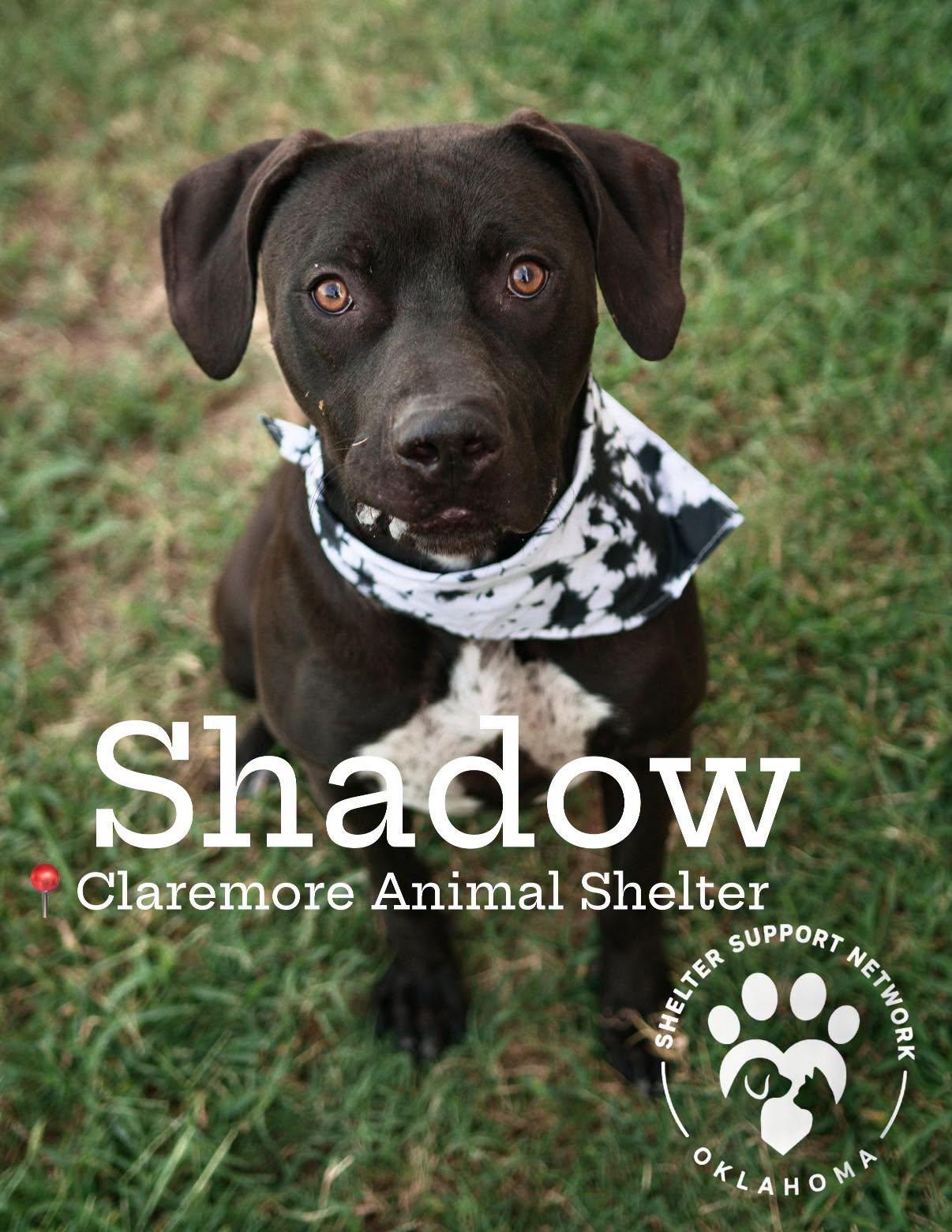 Enlarge SHADOW, a Adopted mixed breed in Claremore, OK image 1/3