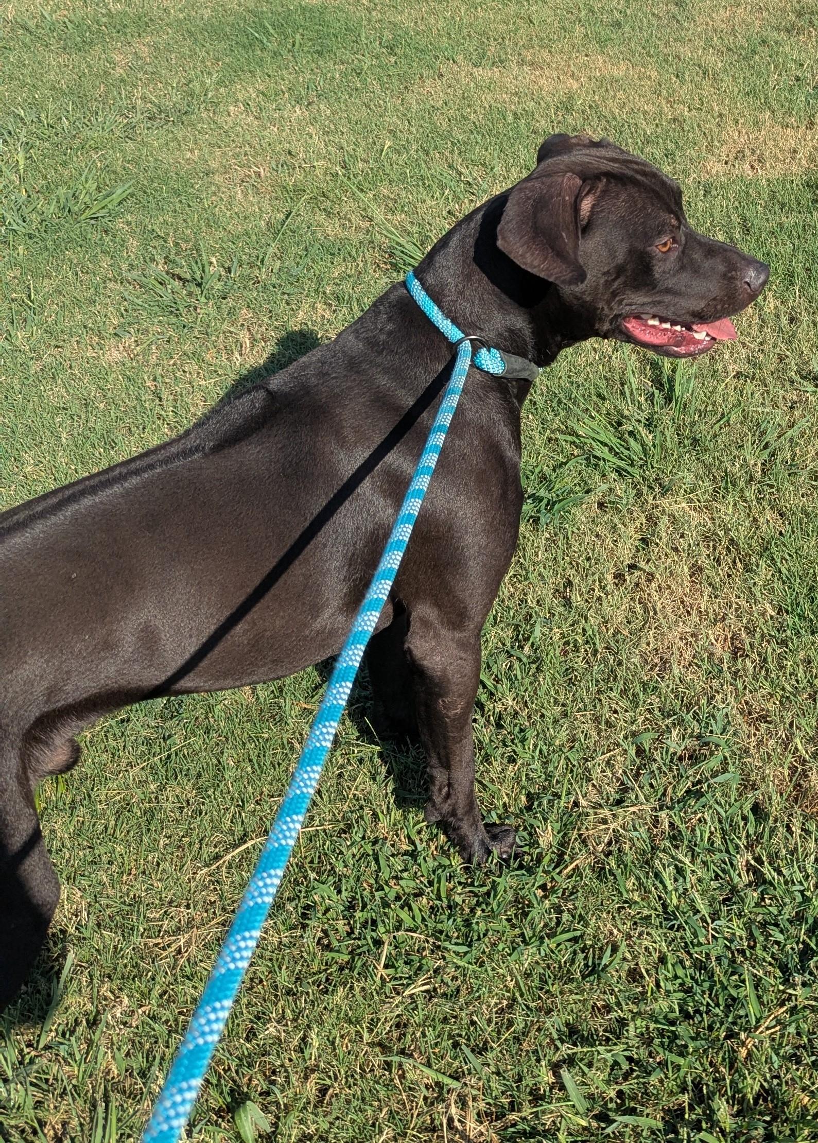 Enlarge SHADOW, a Adopted mixed breed in Claremore, OK image 2/3
