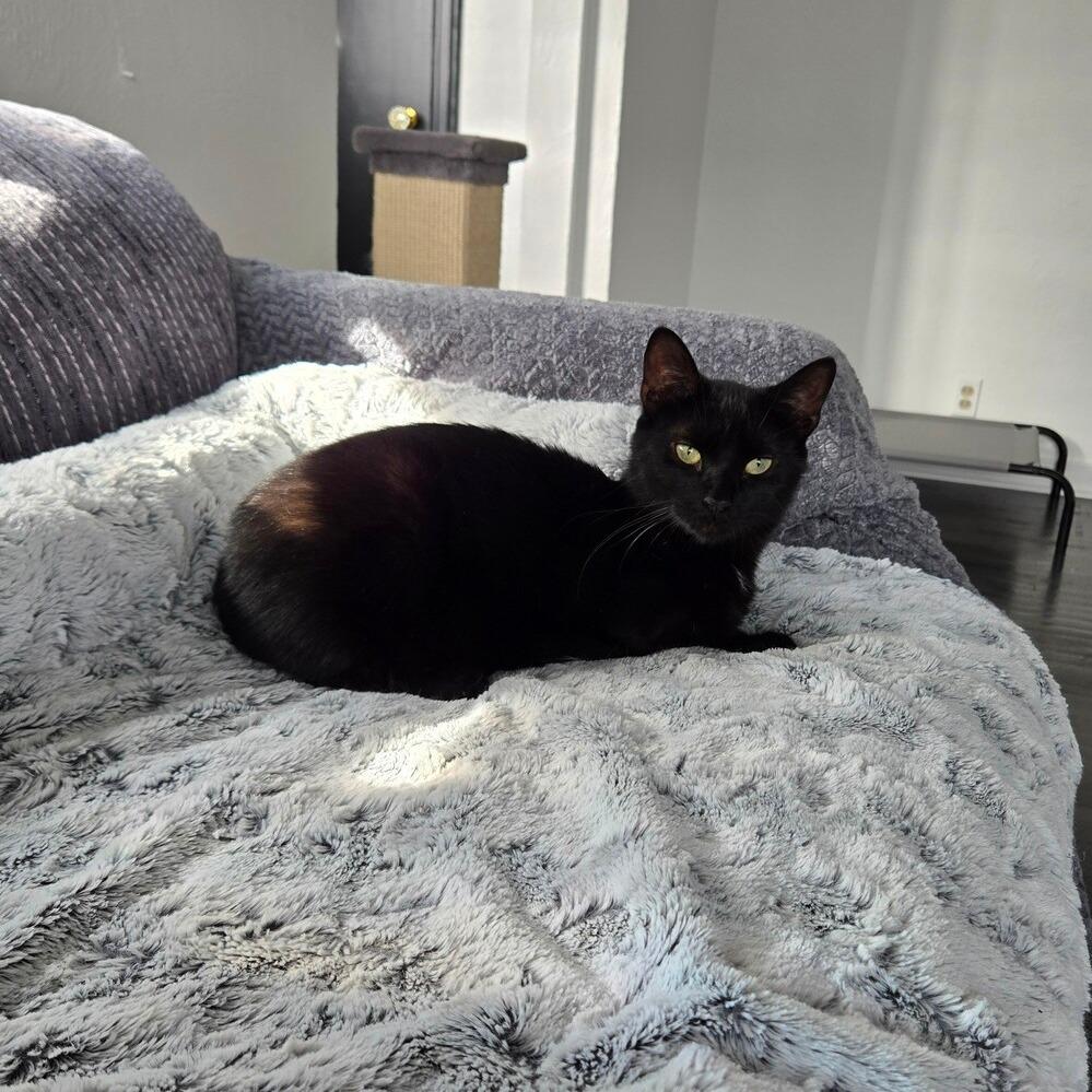 Pogo, Adoptable, Adult Male Domestic Short Hair.