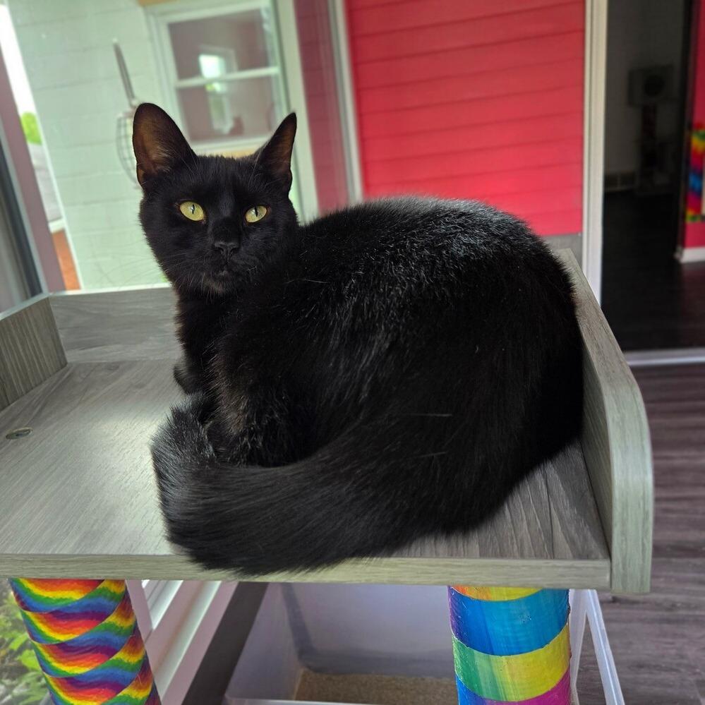 Enlarge Pogo, a Adoptable Domestic Short Hair in Greensburg, PA image 3/3