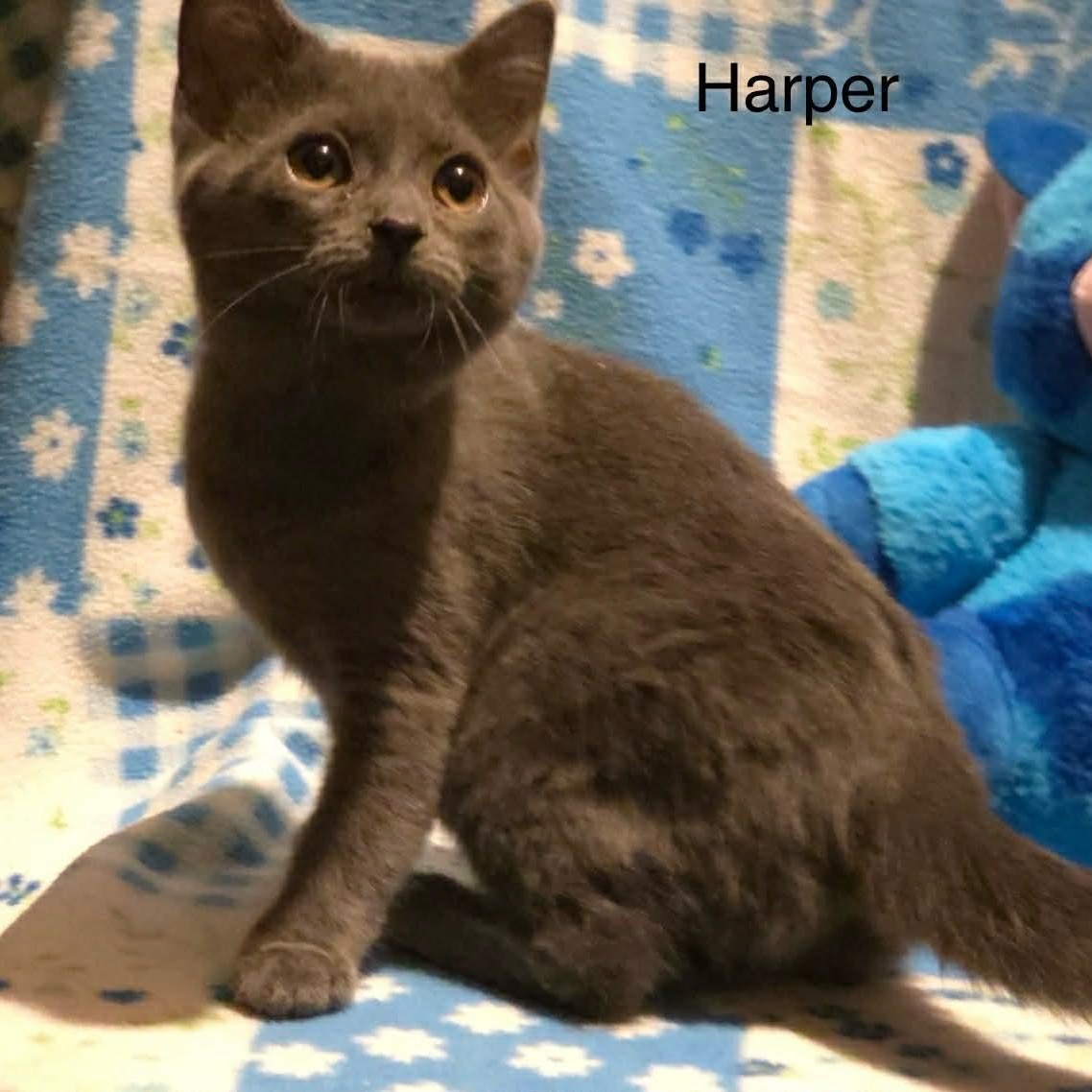 Enlarge Harper, a Adoptable mixed breed in Livonia, MI image 3/6