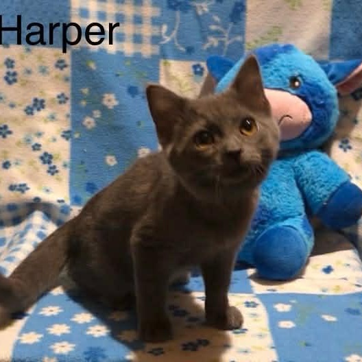 Enlarge Harper, a Adoptable mixed breed in Livonia, MI image 2/6