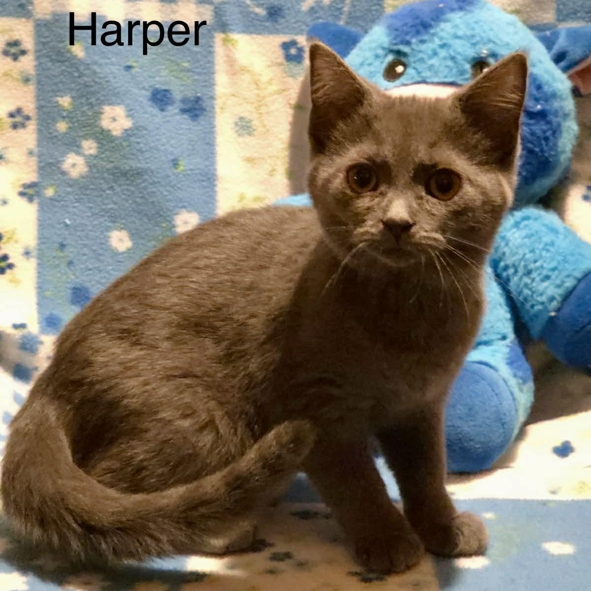 Enlarge Harper, a Adoptable mixed breed in Livonia, MI image 1/6