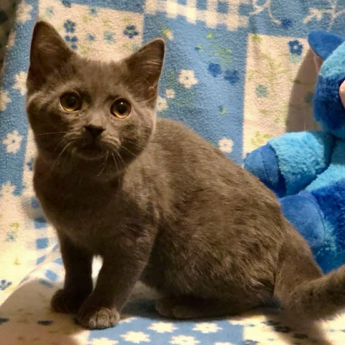 Enlarge Harper, a Adoptable mixed breed in Livonia, MI image 4/6