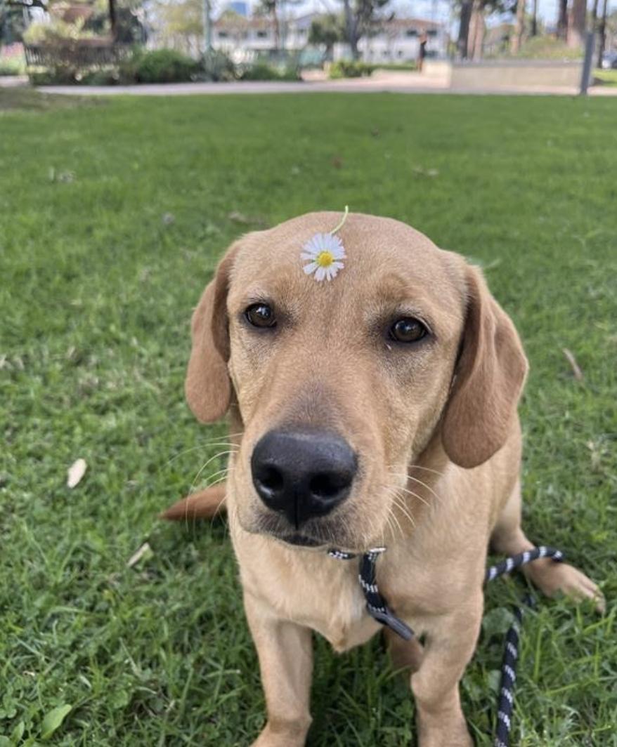 Leni, adopted, Young Female Basset Hound & Golden Retriever.