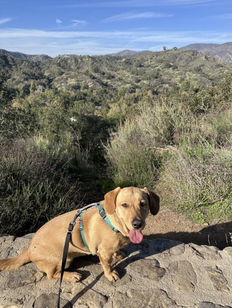 Leni, an adopted mixed breed in West Hollywood, CA image 3/3