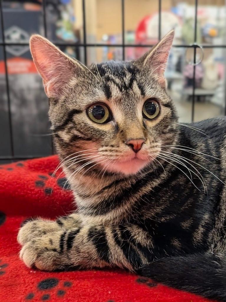 Free Throw (Freddie), Adopted, Young Male Domestic Short Hair.