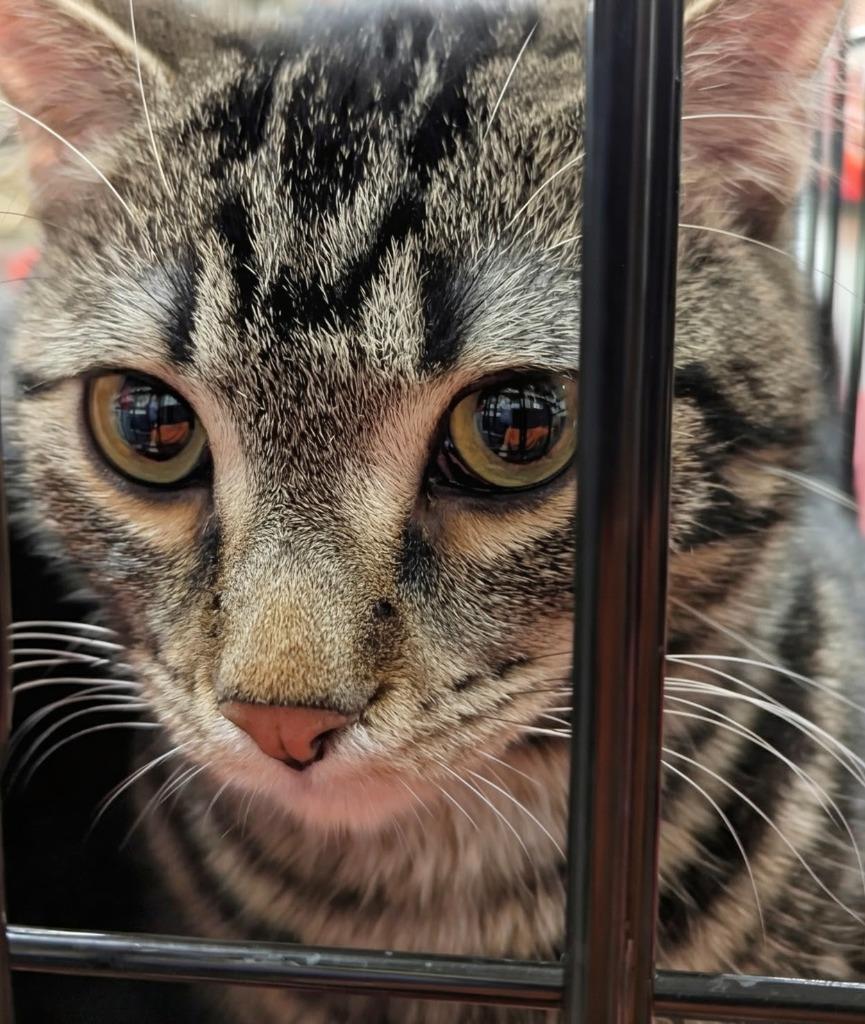 Enlarge Free Throw (Freddie), a Adopted mixed breed in Olathe, KS image 2/4