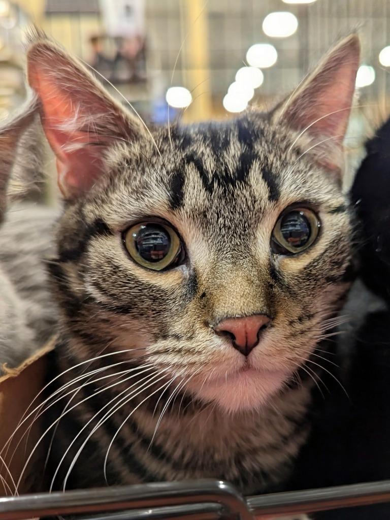 Enlarge Free Throw (Freddie), a Adopted mixed breed in Olathe, KS image 3/4