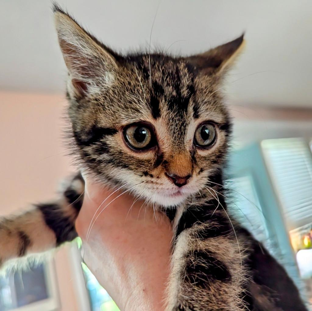 Enlarge Free Throw (Freddie), a Adopted mixed breed in Olathe, KS image 4/4