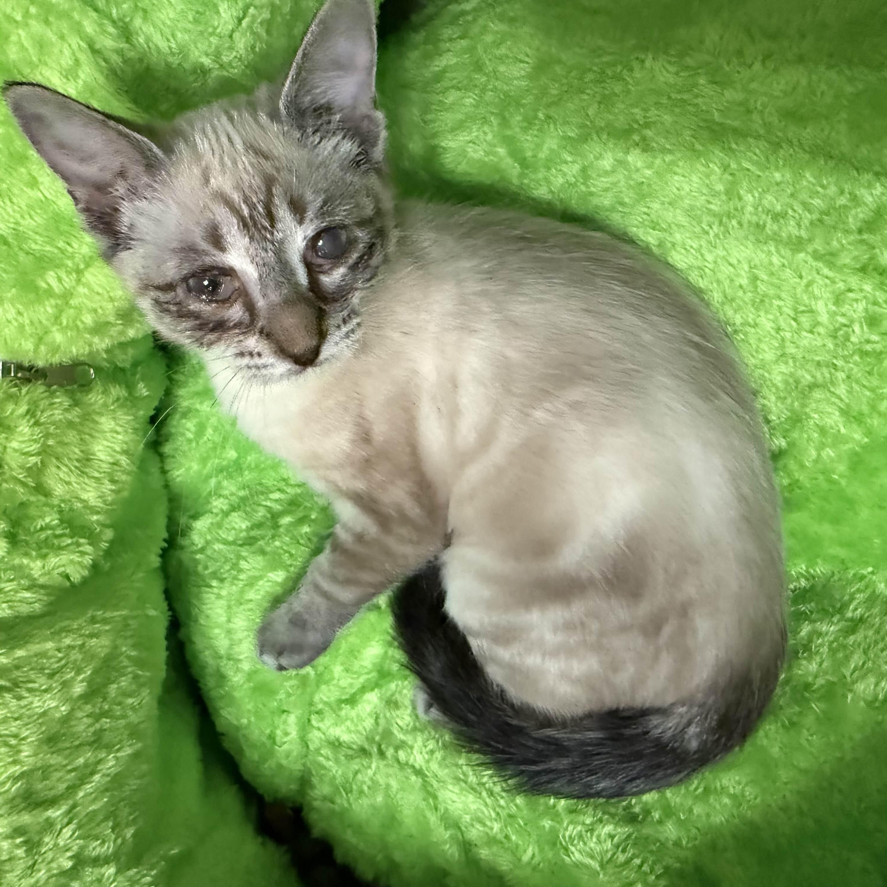 Enlarge Bean, a ADOPTABLE mixed breed in Lake Monroe, FL image 5/6