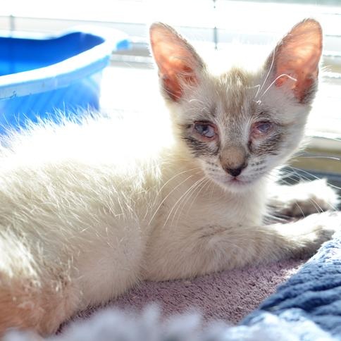 Enlarge Bean, a ADOPTABLE mixed breed in Lake Monroe, FL image 4/6