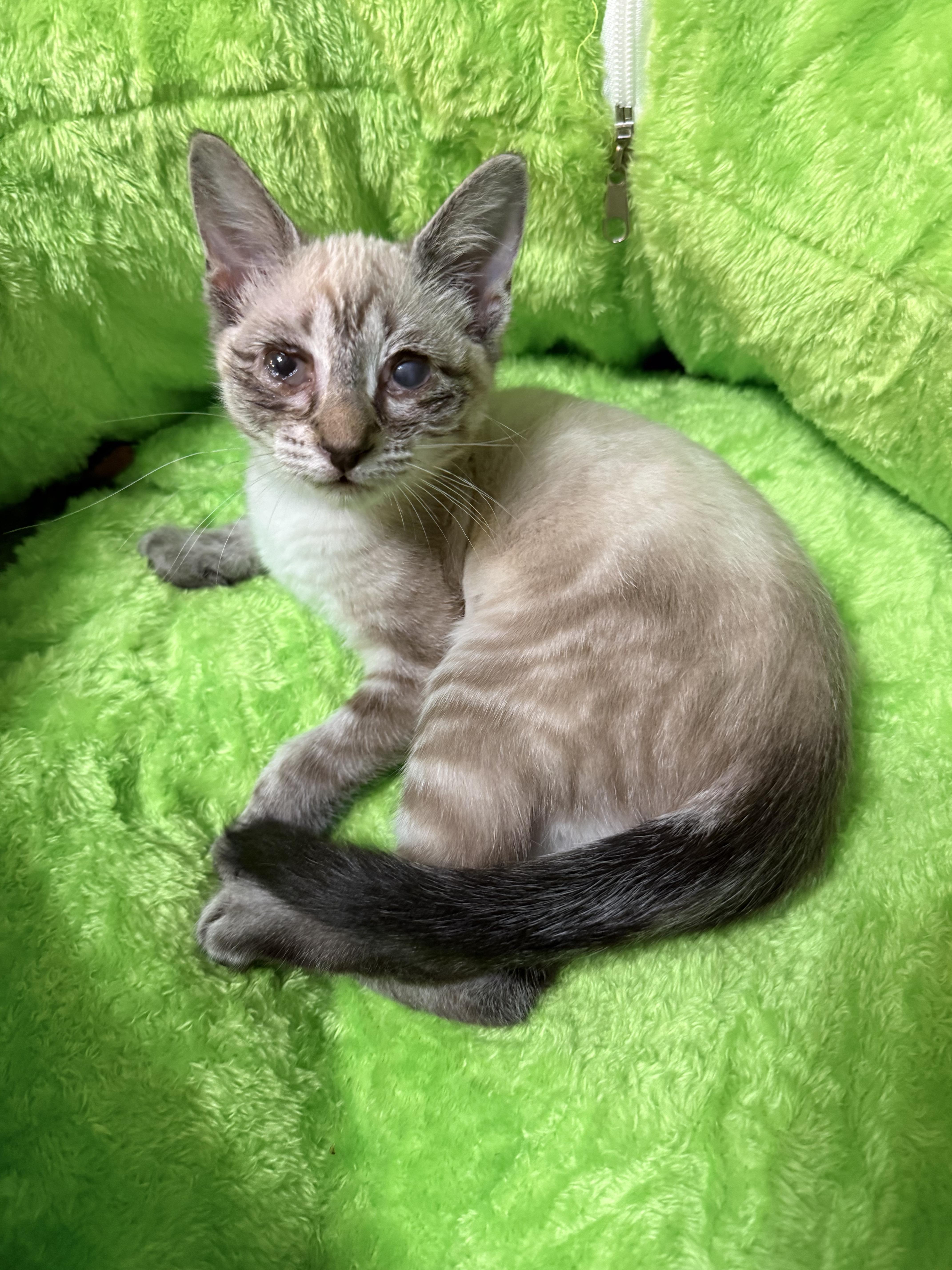 Enlarge Bean, a ADOPTABLE mixed breed in Lake Monroe, FL image 6/6