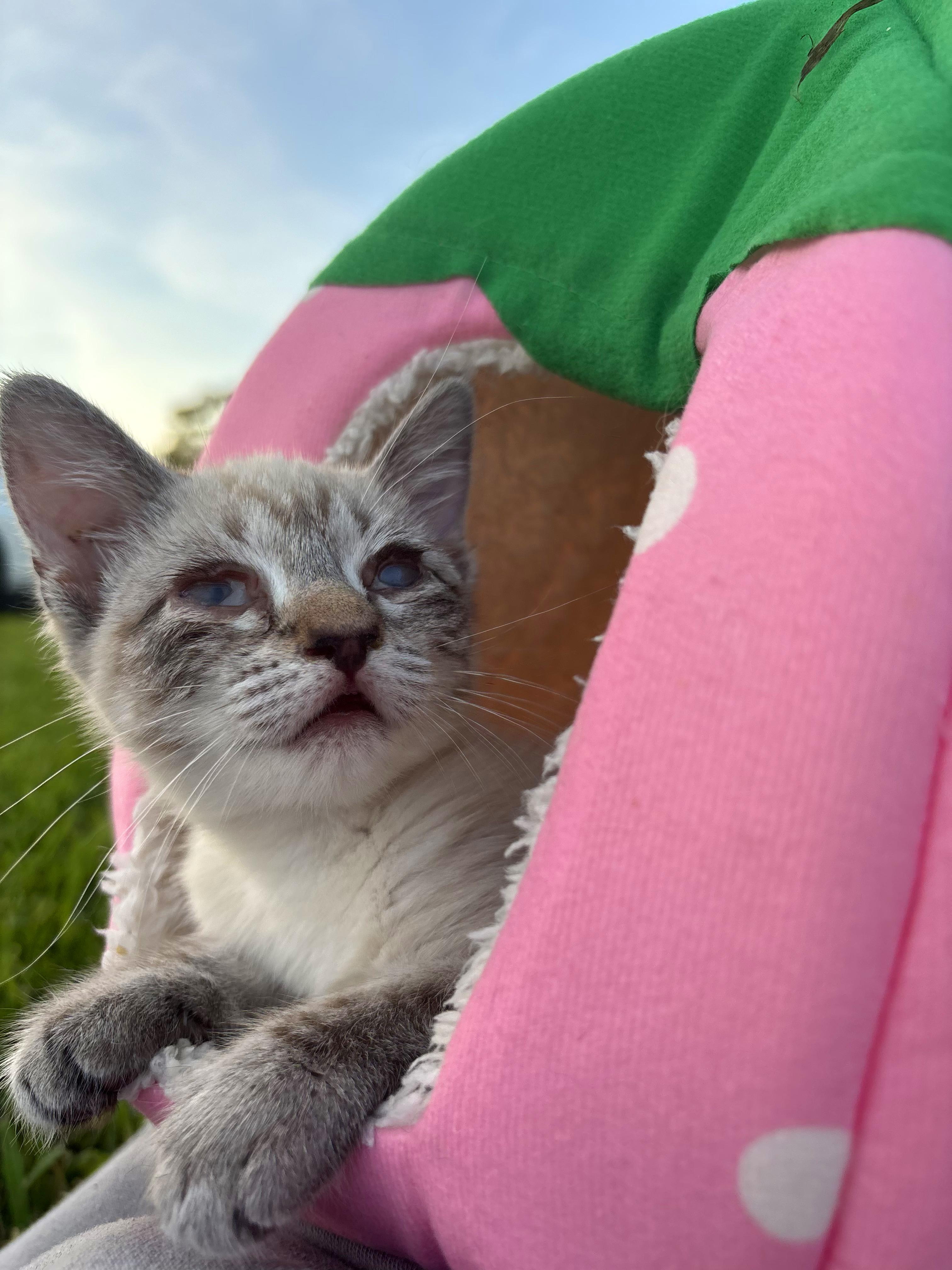 Bean, ADOPTABLE, Kitten Female Domestic Short Hair & Siamese.