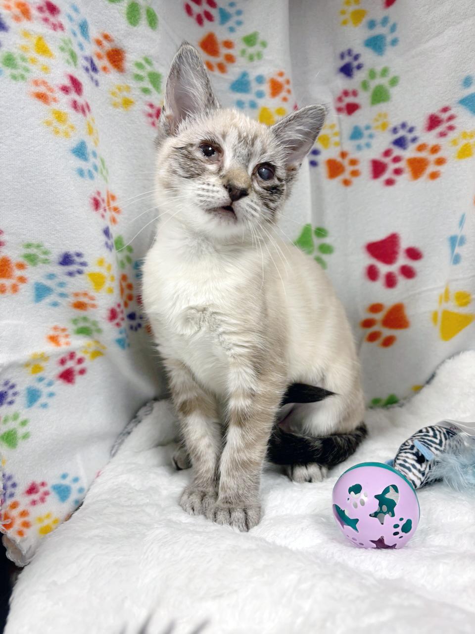 Enlarge Bean, a ADOPTABLE mixed breed in Lake Monroe, FL image 2/6