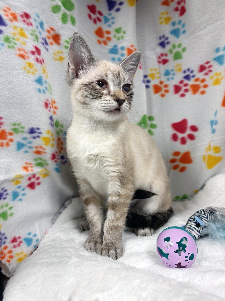 Enlarge Bean, a ADOPTABLE mixed breed in Lake Monroe, FL image 3/6