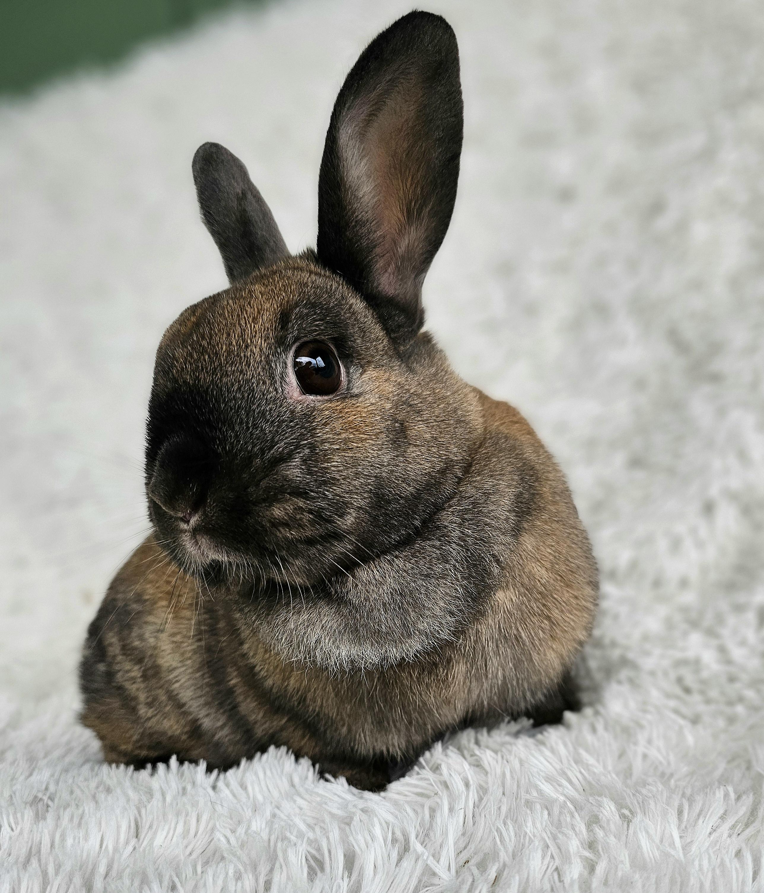 Tiabeanie, Adopted, Adult Female Dwarf.