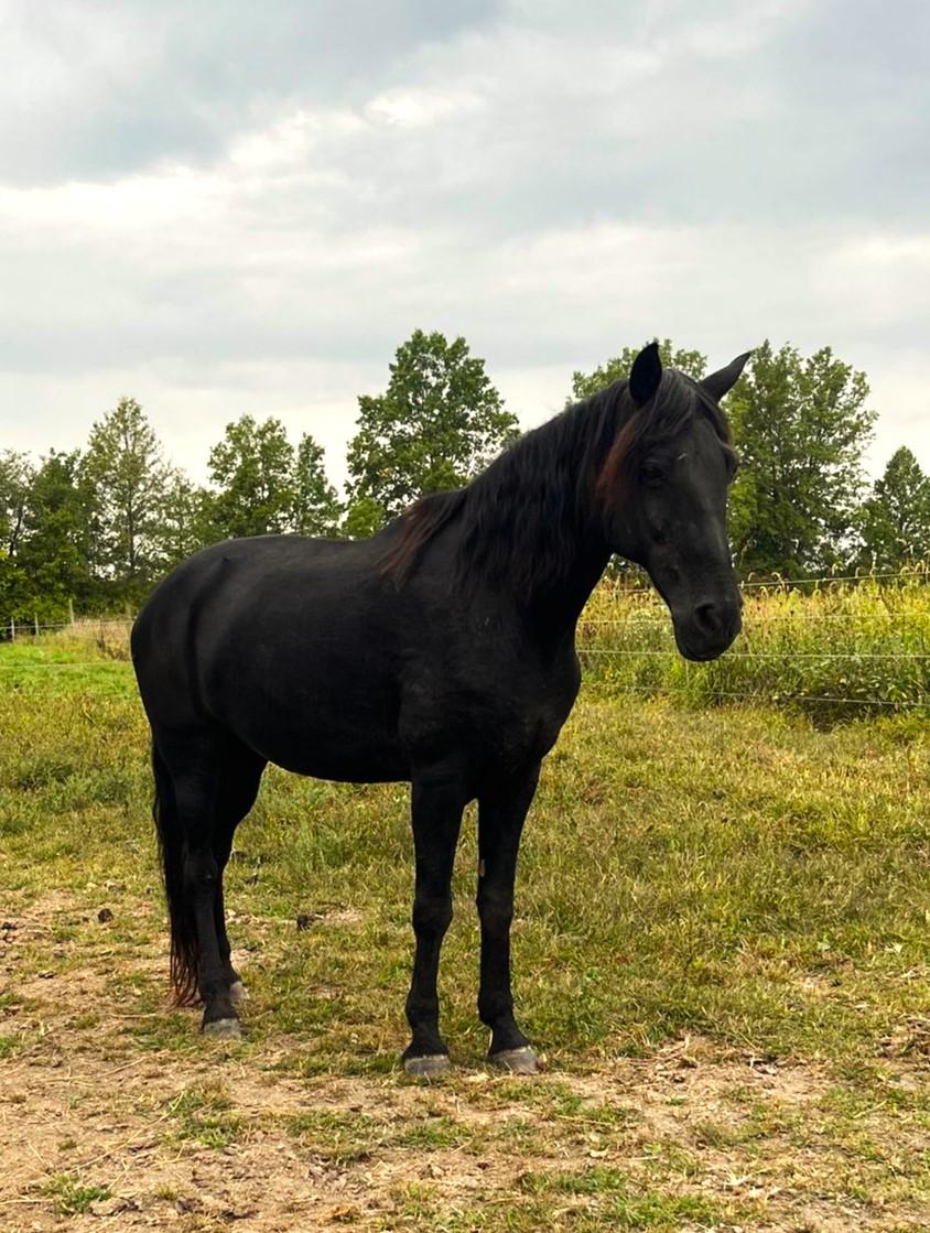 Jetta, ADOPTABLE, Senior Female Tennessee Walker.