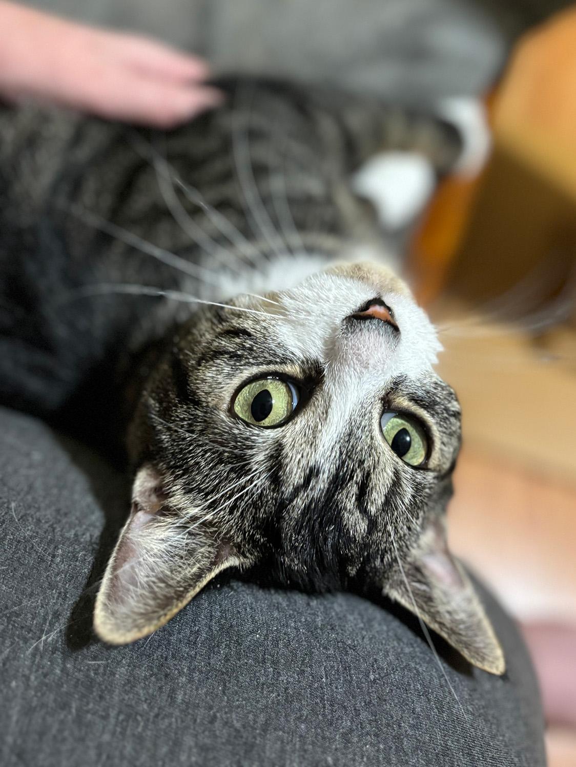 Enlarge Bowie, a Adoptable Domestic Short Hair in Fair Haven, VT image 2/6