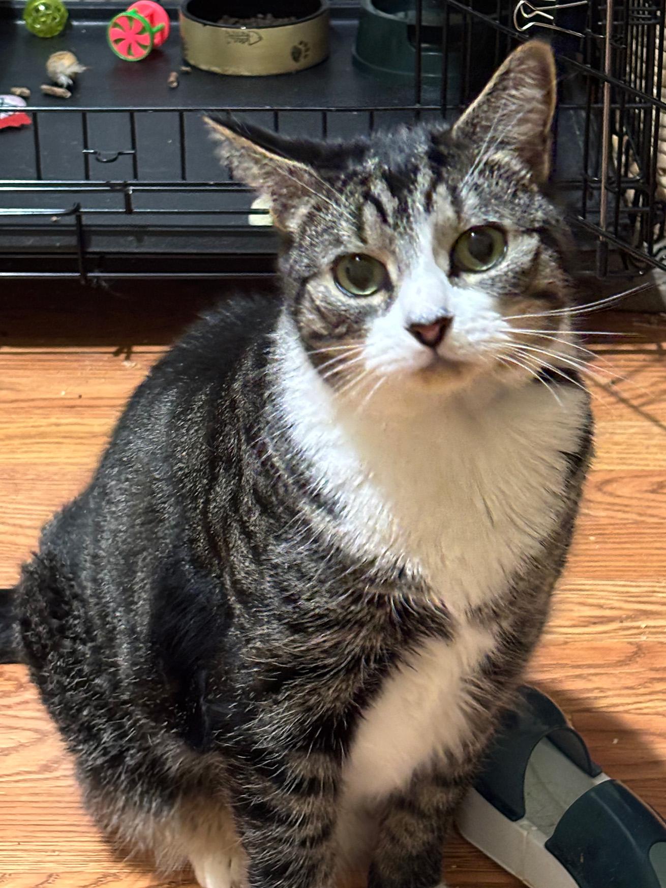 Enlarge Bowie, a Adoptable Domestic Short Hair in Fair Haven, VT image 5/6