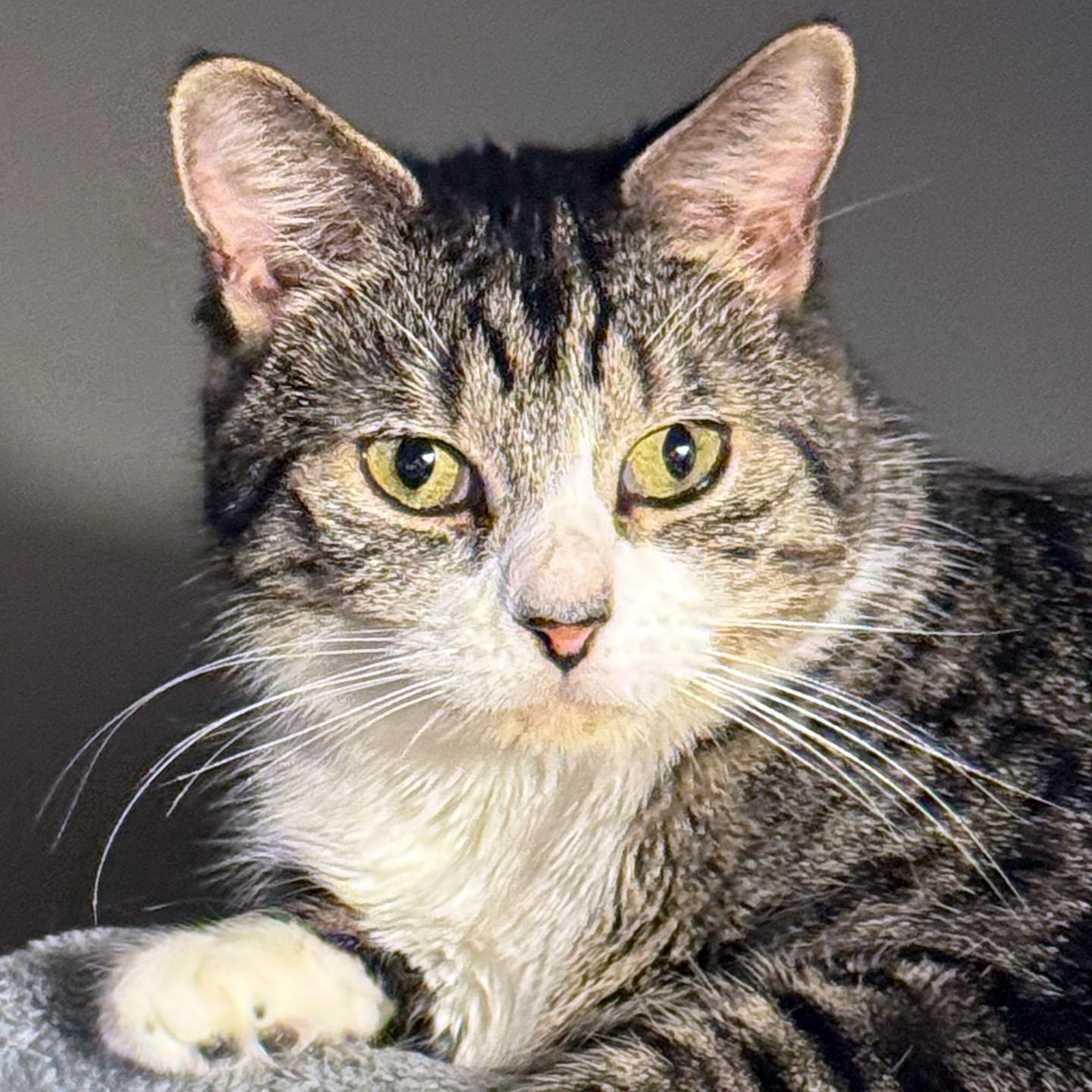 Enlarge Bowie, a Adoptable Domestic Short Hair in Fair Haven, VT image 1/6