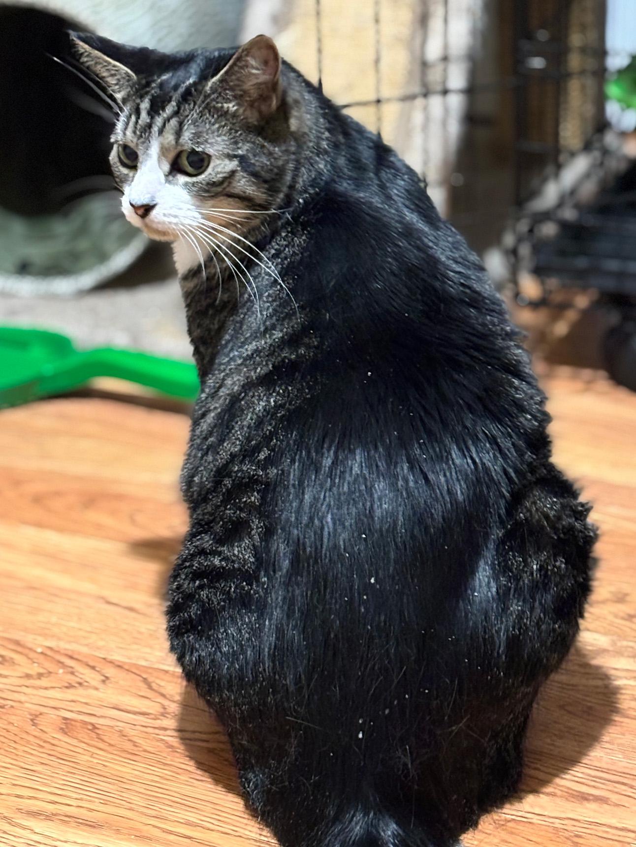 Enlarge Bowie, a Adoptable Domestic Short Hair in Fair Haven, VT image 4/6