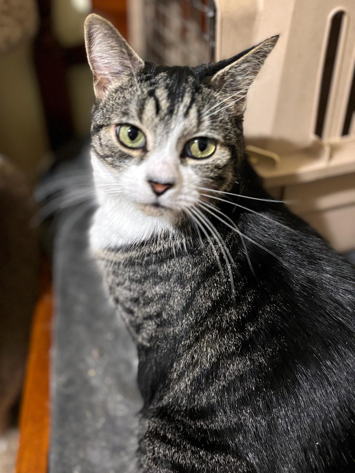 Enlarge Bowie, a Adoptable Domestic Short Hair in Fair Haven, VT image 3/6