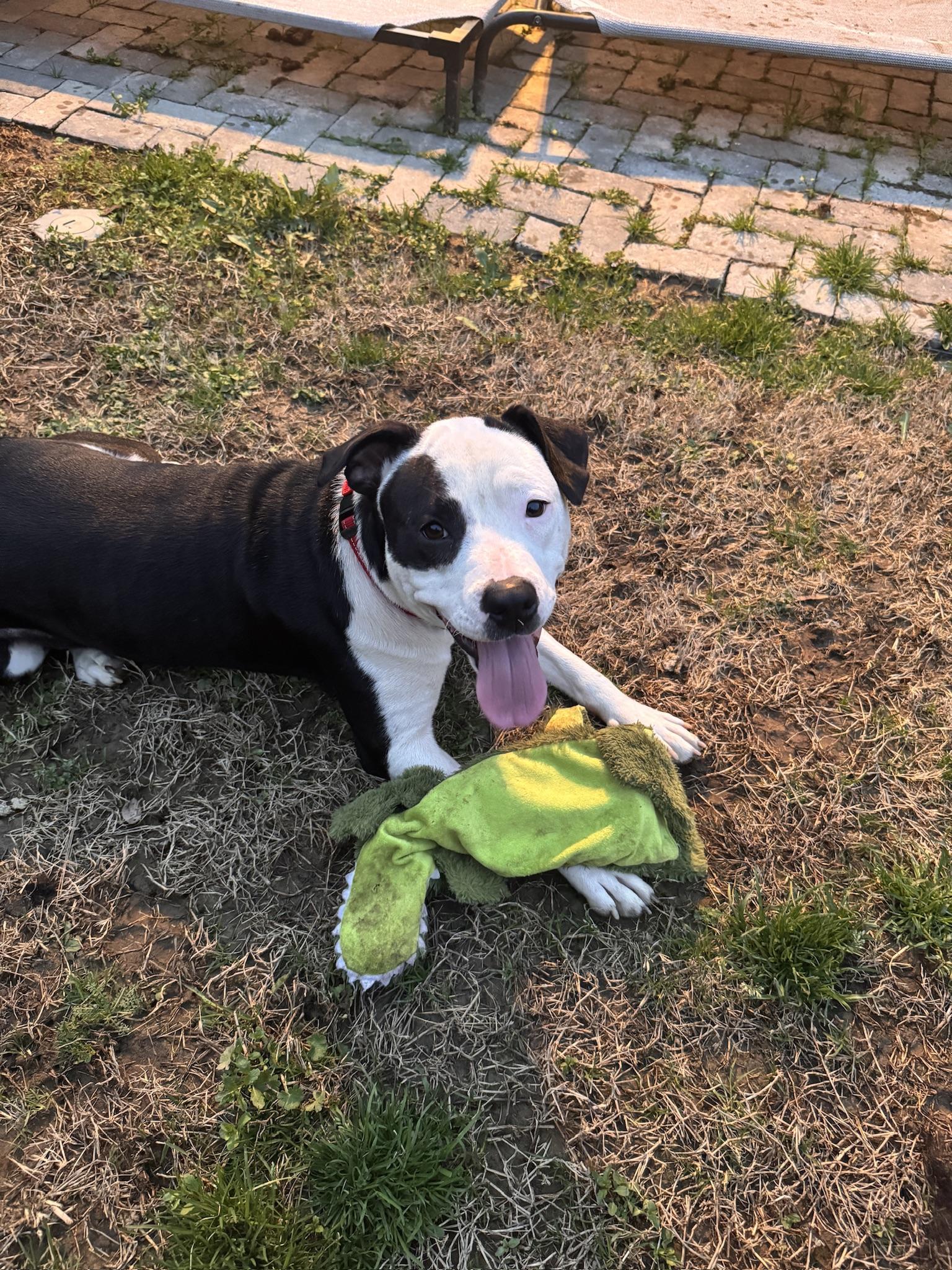 Enlarge Diamond, a Adoptable mixed breed in Quakertown, PA image 5/6
