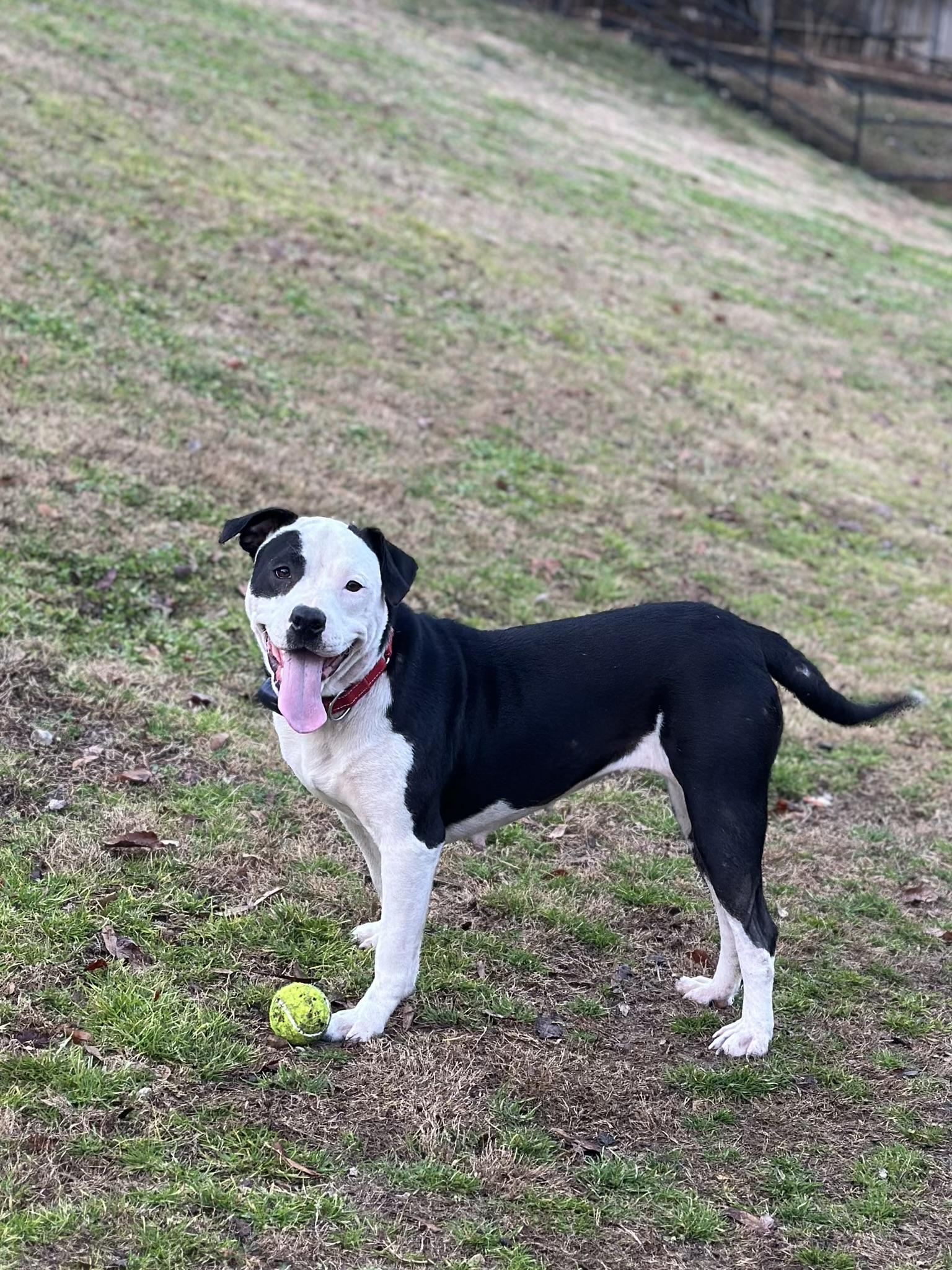Enlarge Diamond, a Adoptable mixed breed in Quakertown, PA image 3/6