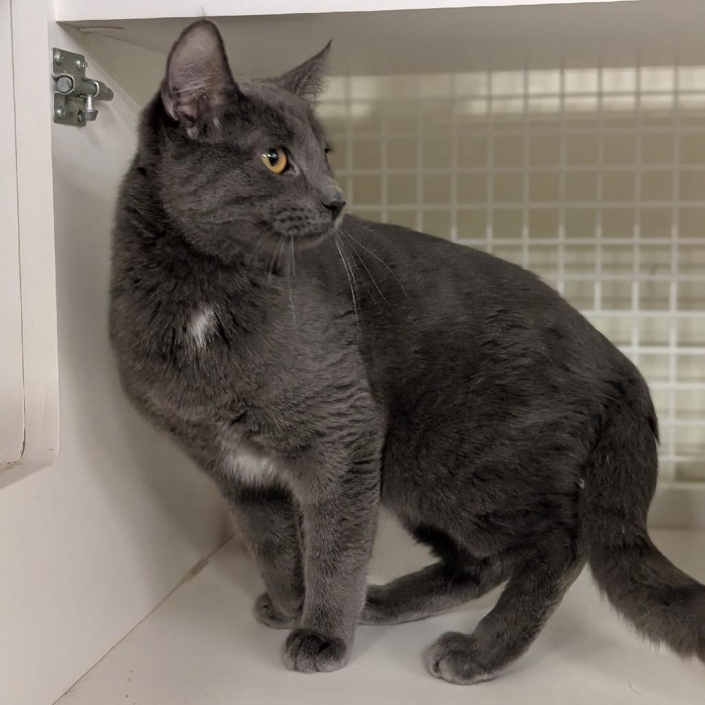 Mason, Adoptable, Young Male Domestic Short Hair.