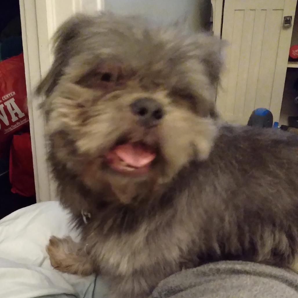 Enlarge Sampson, a Adoptable Shih Tzu in Kansas City, MO image 1/1