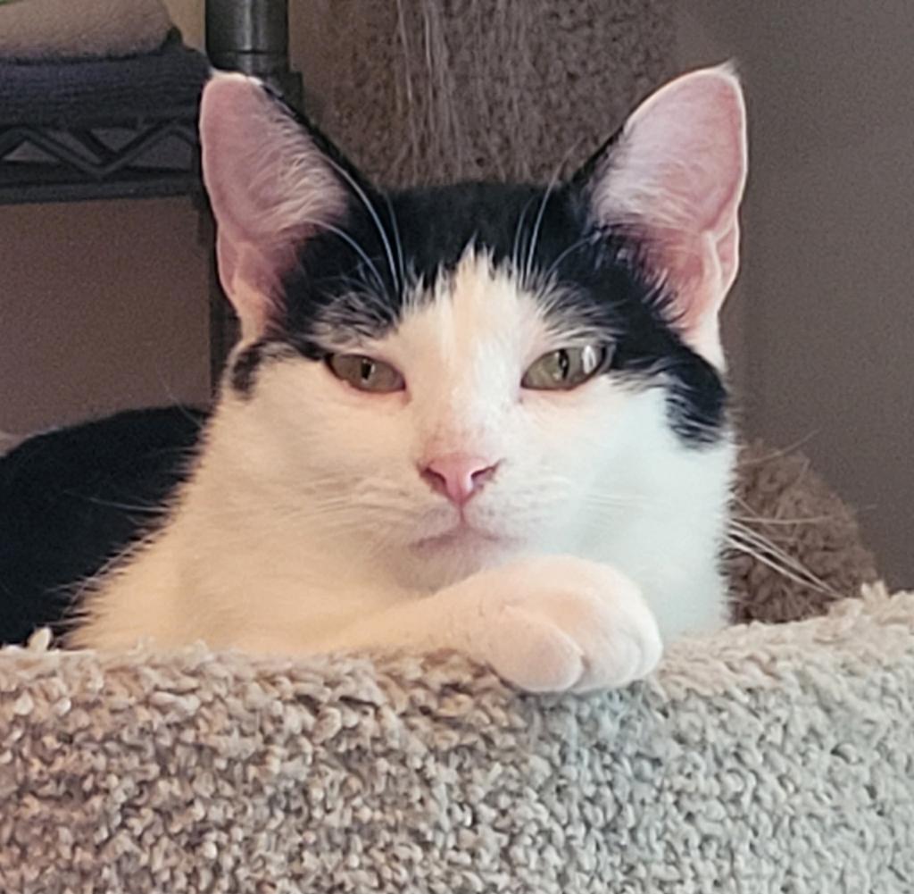 Enlarge Glen, a Adoptable mixed breed in Athens, OH image 3/3