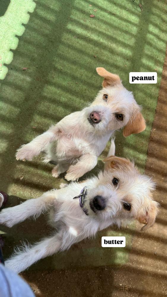 Peanut, a Adoptable mixed breed in San Diego, CA image 1/5