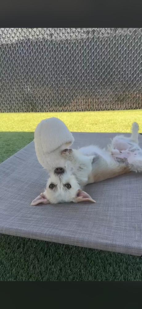 Peanut, a Adoptable mixed breed in San Diego, CA image 2/5