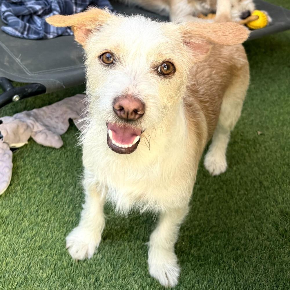 Peanut, a Adoptable mixed breed in San Diego, CA image 3/5