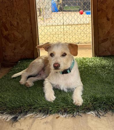 Peanut, a Adoptable mixed breed in San Diego, CA image 4/5