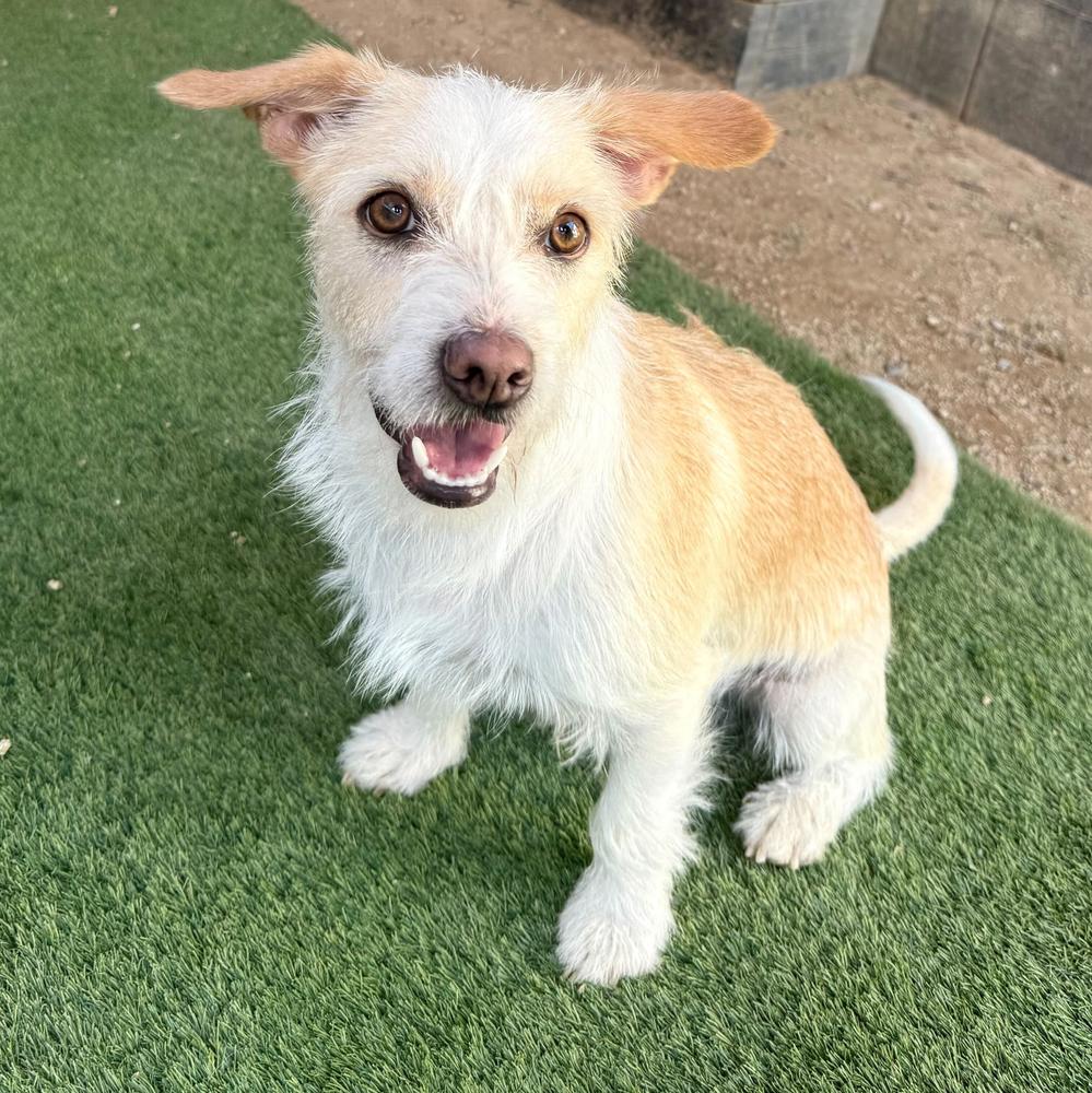 Peanut, a Adoptable mixed breed in San Diego, CA image 5/5