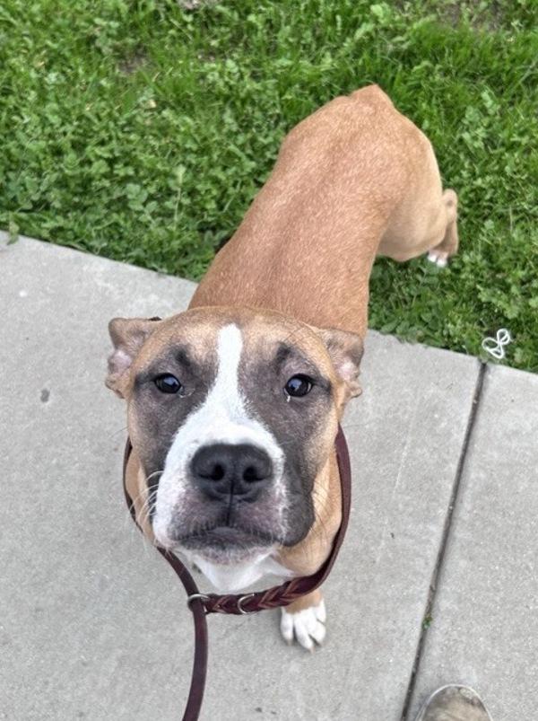 Wanda, Adoptable, Young Female Boxer.