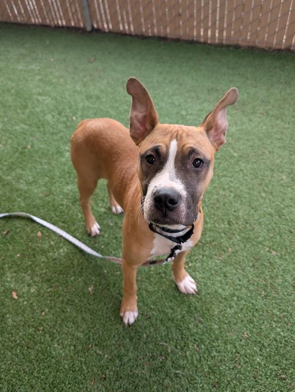 Enlarge Wanda, a Adoptable mixed breed in Escondido, CA image 2/3