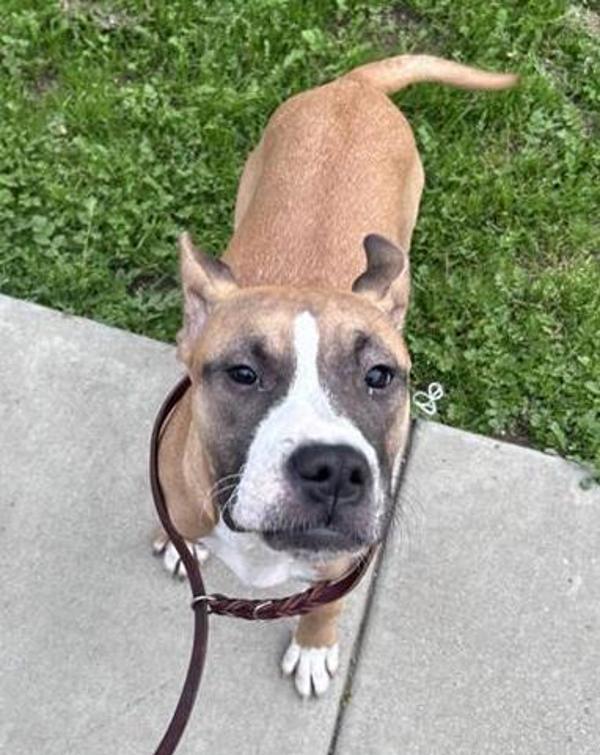 Enlarge Wanda, a Adoptable mixed breed in Escondido, CA image 3/3