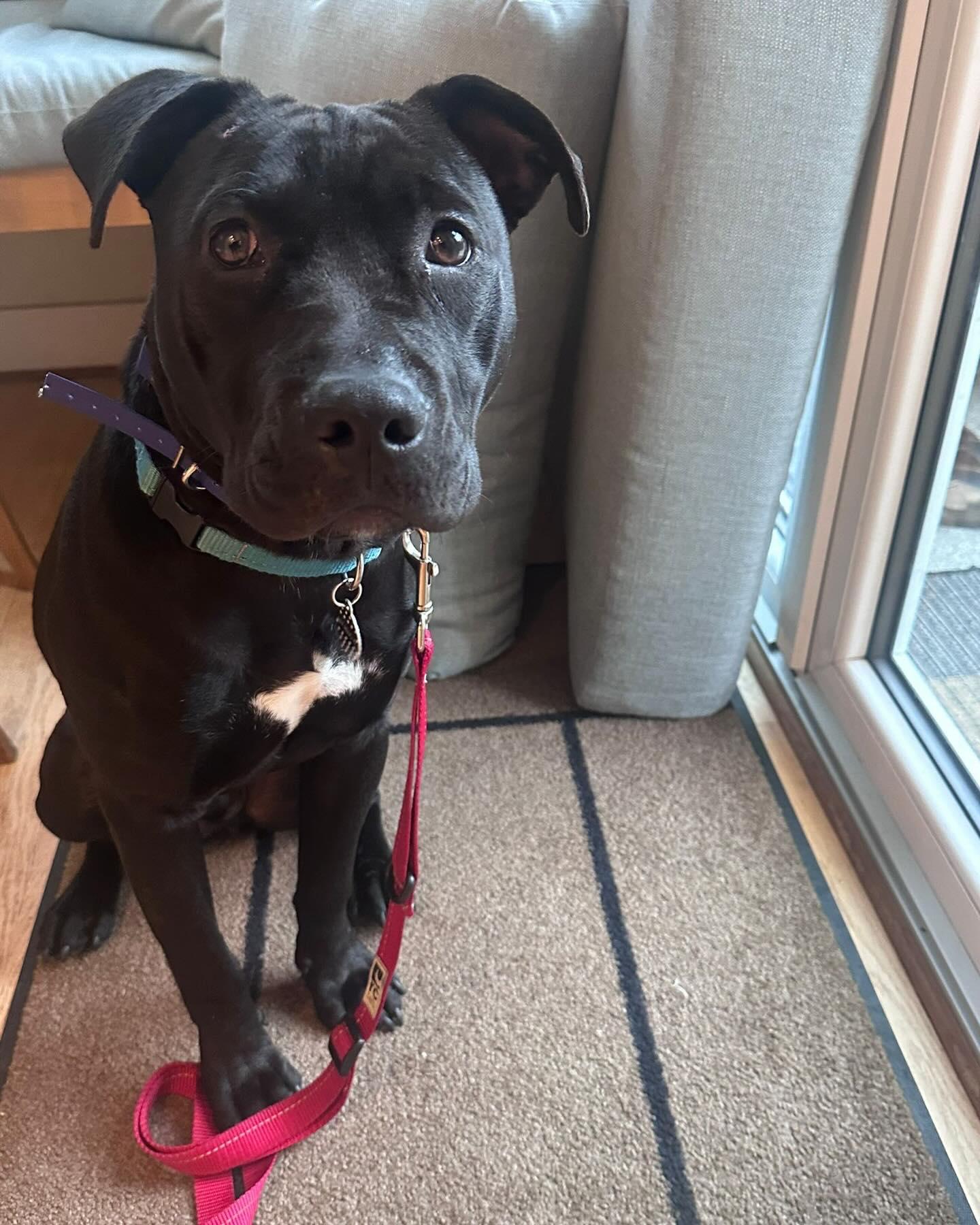 Enlarge RAINY, a ADOPTABLE mixed breed in Coquitlam, BC image 2/4