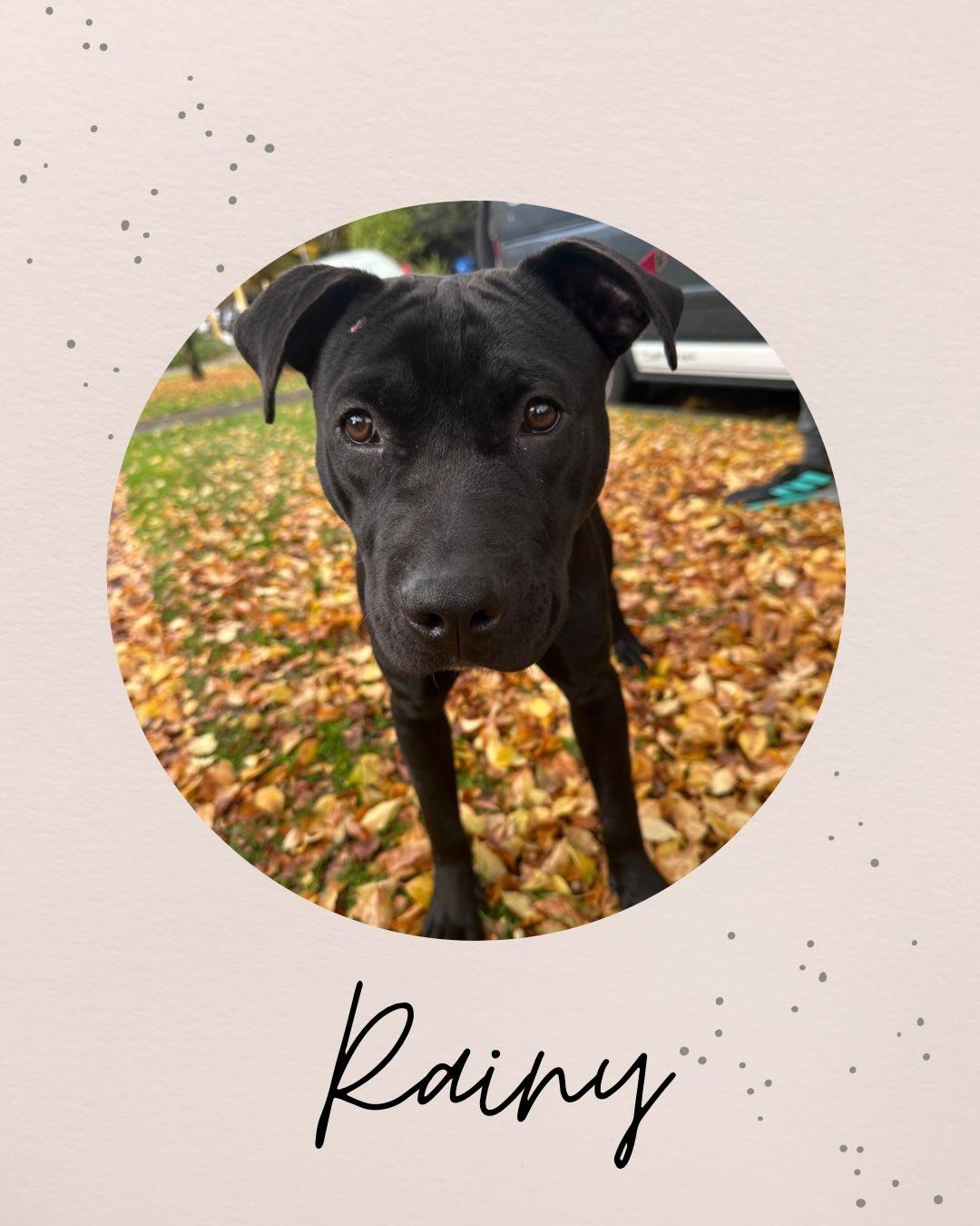 Enlarge RAINY, a ADOPTABLE mixed breed in Coquitlam, BC image 1/4