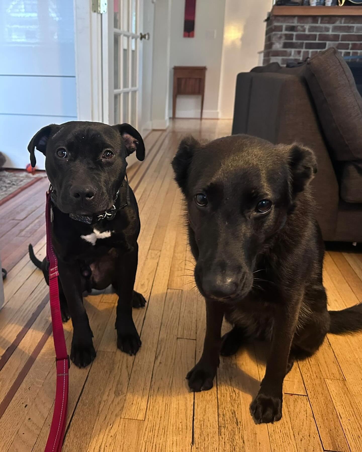 Enlarge RAINY, a ADOPTABLE mixed breed in Coquitlam, BC image 4/4