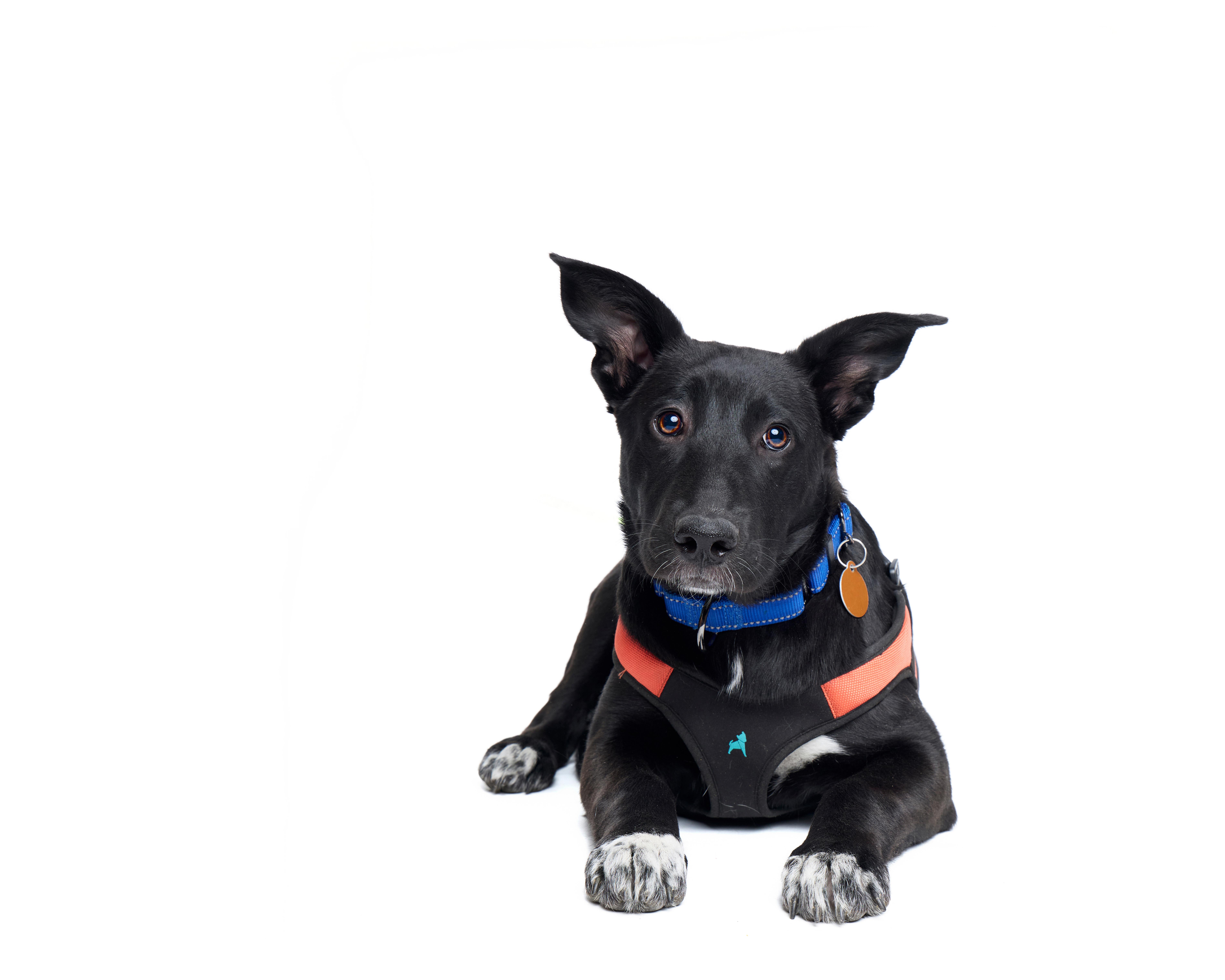 Enlarge Sugar, an adoptable mixed breed in Avondale, PA image 4/4
