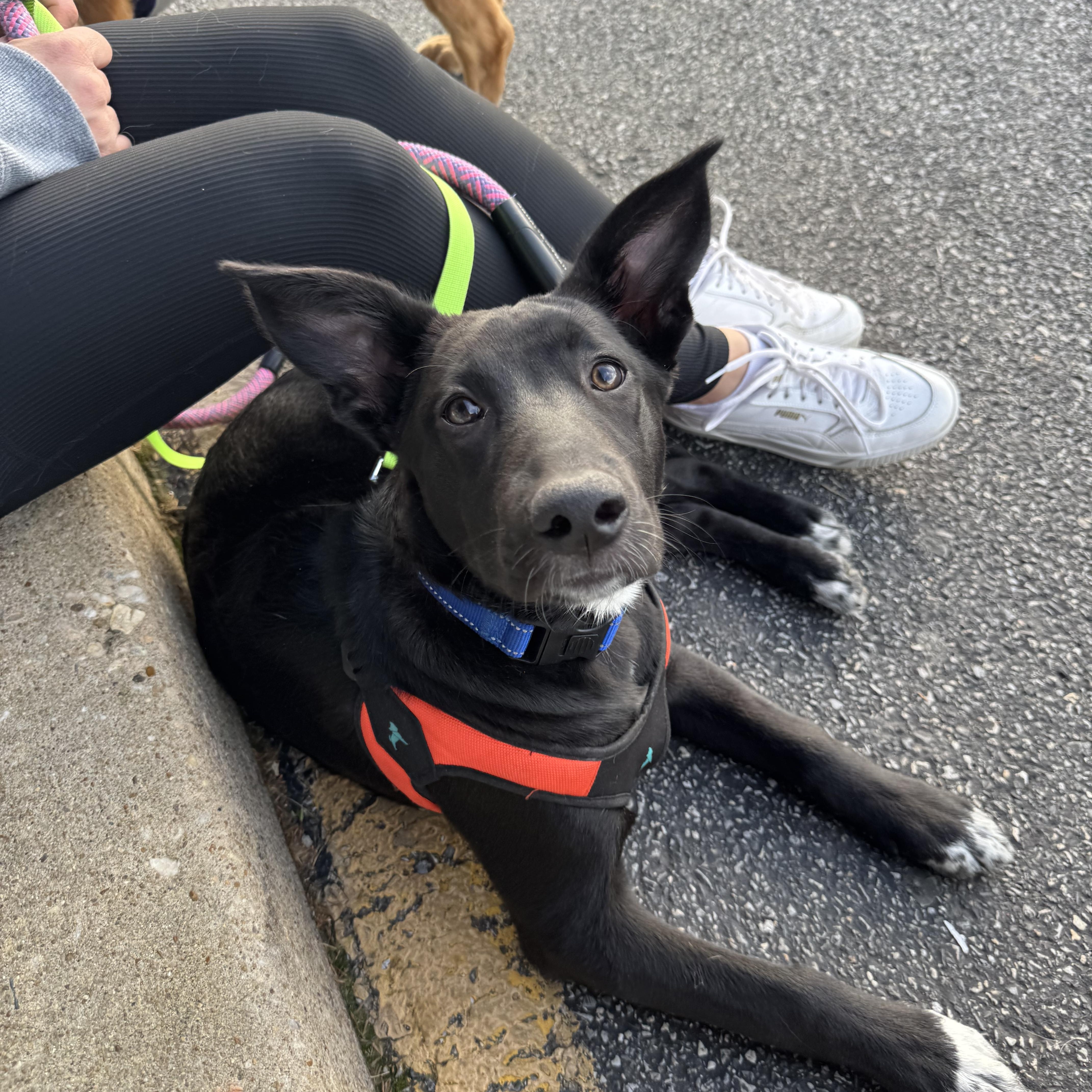 Sugar, adoptable, Puppy Female Australian Shepherd & Border Collie.