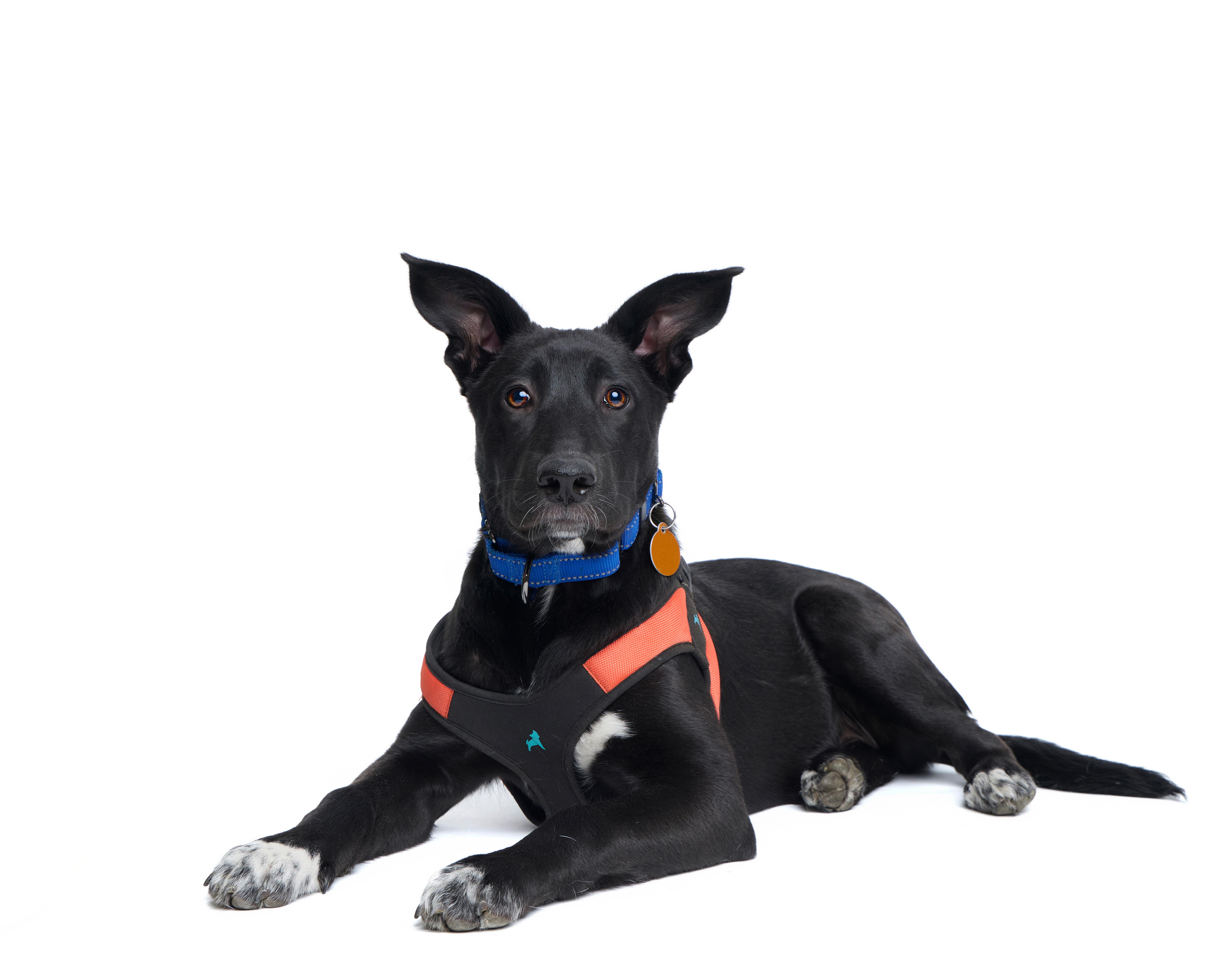 Sugar, adoptable, Puppy Female Australian Shepherd & Border Collie.