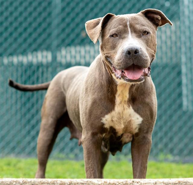 JAZZ, Adoptable, Adult Female Terrier & Mixed Breed.