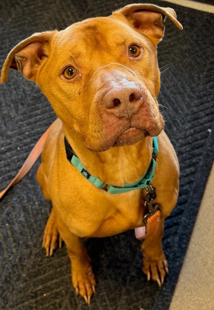 Enlarge Chance, a Adoptable Pit Bull Terrier in Ferndale, NY image 1/1