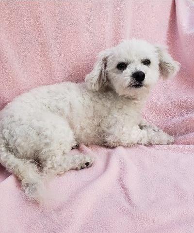 Enlarge Mindy, a ADOPTABLE Maltipoo in Gardena, CA image 3/4