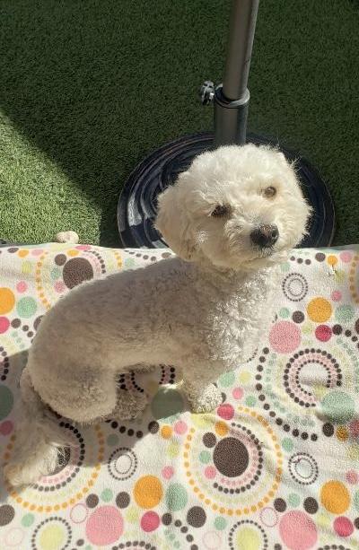 Enlarge Mindy, a ADOPTABLE Maltipoo in Gardena, CA image 2/4